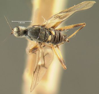 Media type: image;   Entomology 13059 Aspect: habitus dorsal view